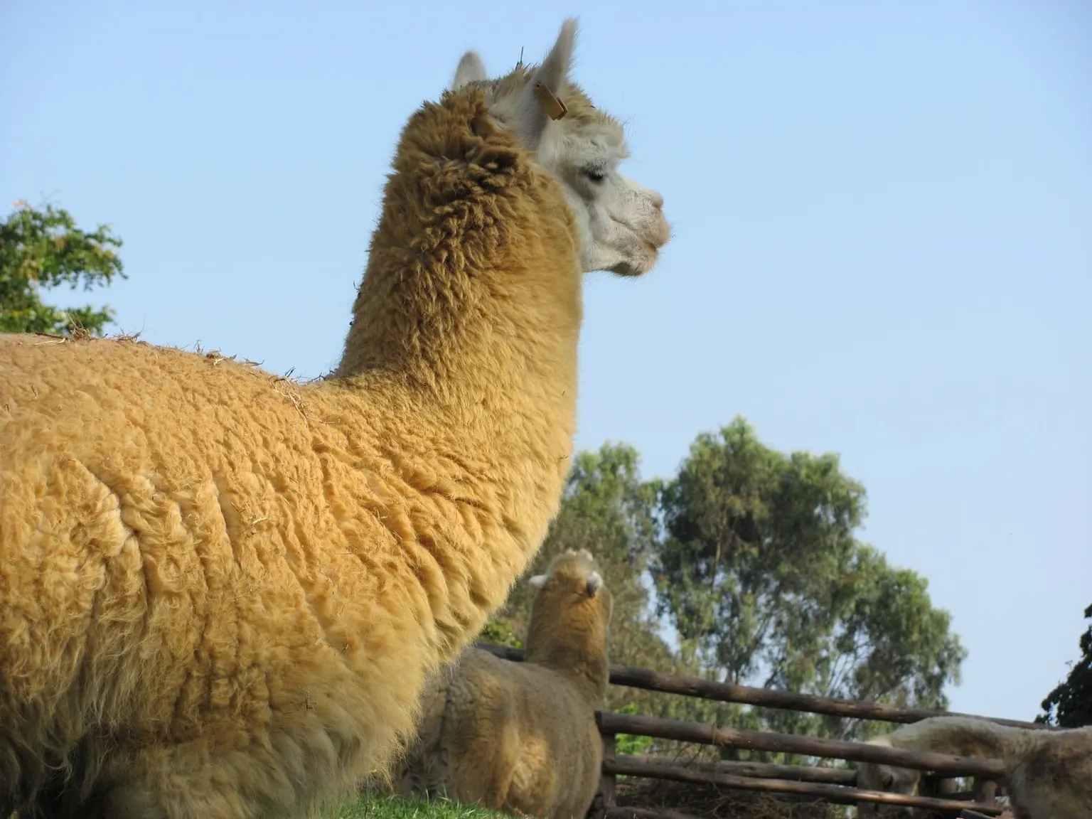 Alpacas standing together in a sunlit paddock