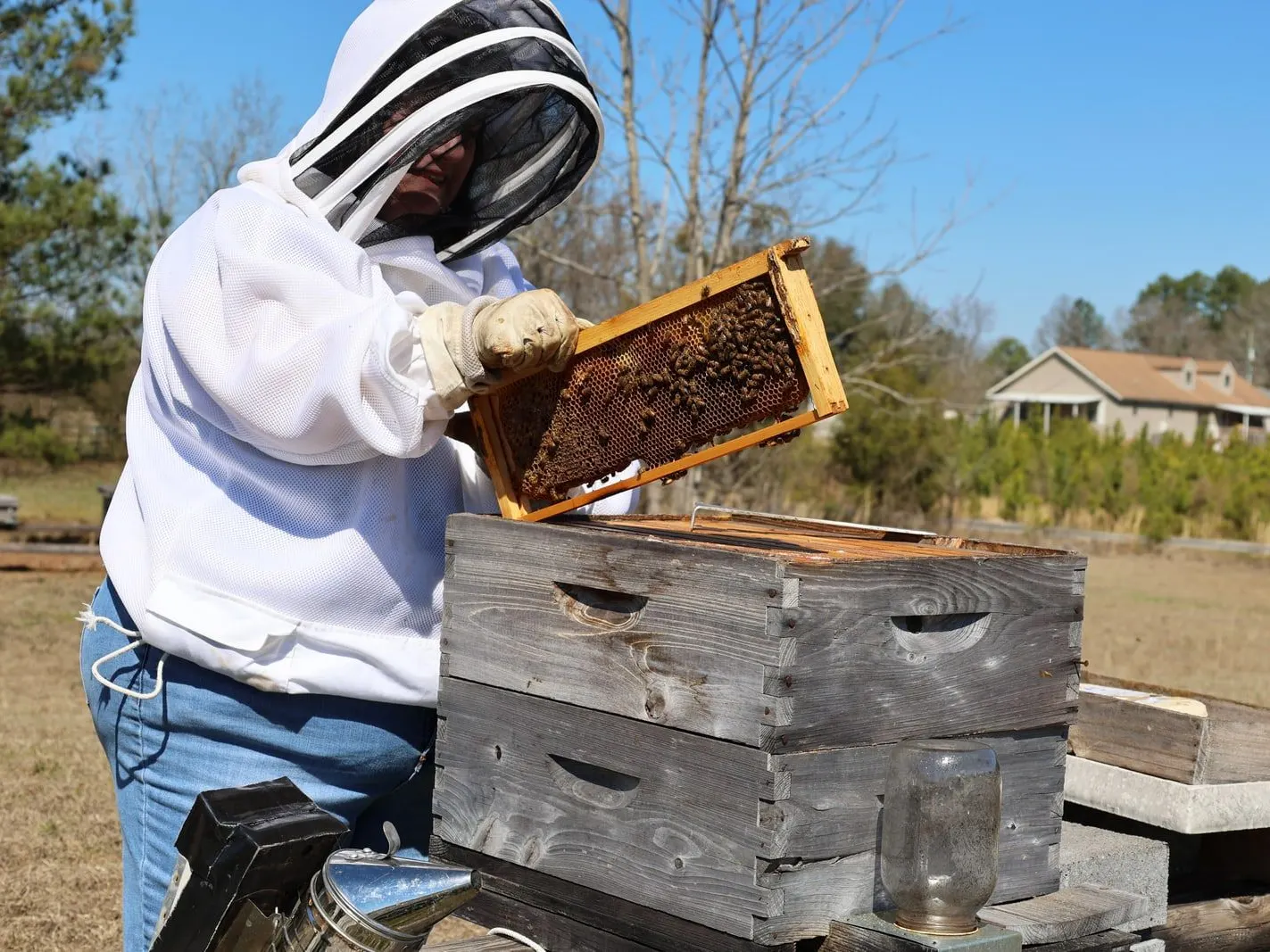 Beekeeper in a veil inspecting a frame beside rows of hives