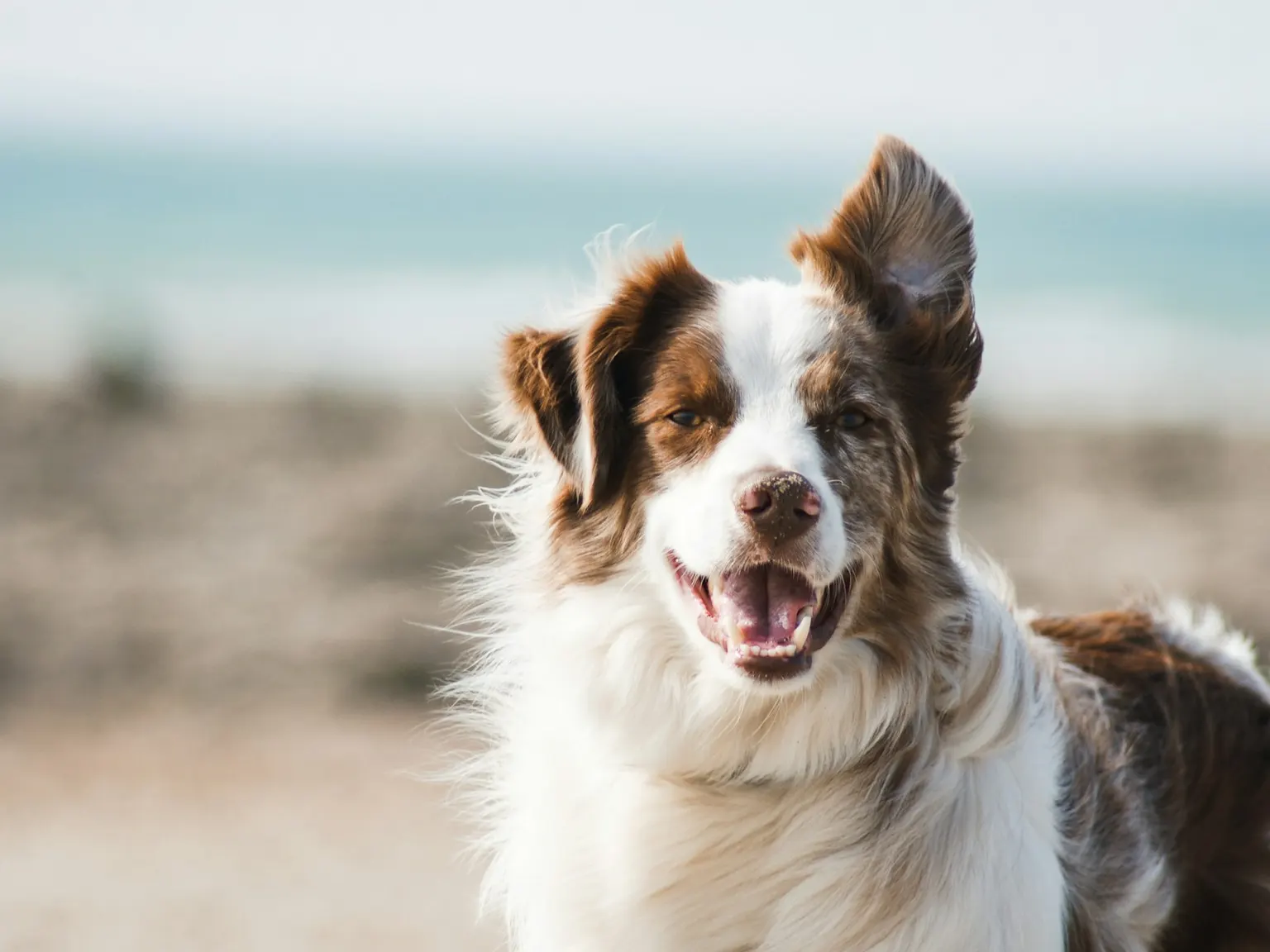 Happy dog running outdoors with its ears flying
