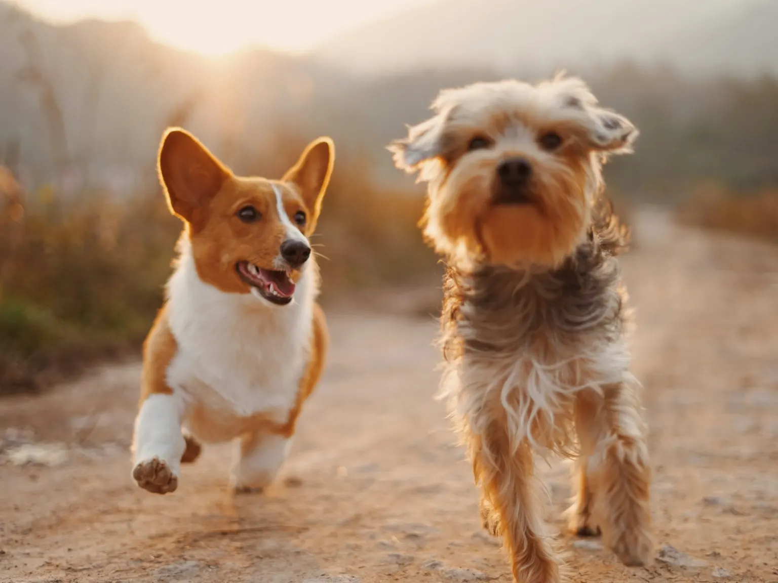 Two dogs playing happily in a grassy field