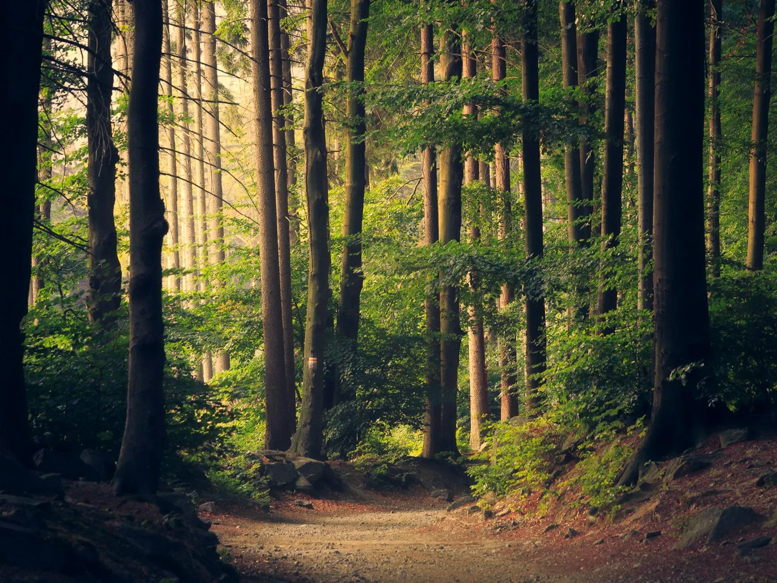 Sunlit path winding through a green woodland