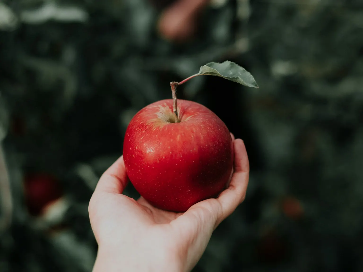 Hand holding a freshly picked red apple in an orchard